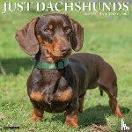 Willow Creek Press - Dachshunds 2026 Wall Calendar