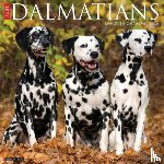 Willow Creek Press - Dalmations 2026 Wall Calendar