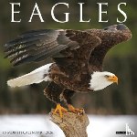 Willow Creek Press - Eagles 2026 12 X 12 Wall Calendar