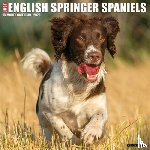 Willow Creek Press - English Springer Spaniels 2026 12 X 12 Wall Calendar
