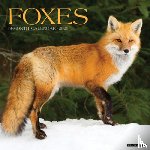 Willow Creek Press - Foxes 2026 12 X 12 Wall Calendar