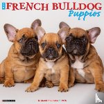 Willow Creek Press - French Bulldog Puppies 2026 12 X 12 Wall Calendar