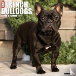 Willow Creek Press - French Bulldogs 2026 12 X 12 Wall Calendar