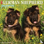 Willow Creek Press - German Shepherd Puppies 2026 12 X 12 Wall Calendar