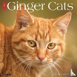 Willow Creek Press - Ginger Cats 2026 12 X 12 Wall Calendar