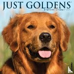 Willow Creek Press - Goldens 2026 Wall Calendar