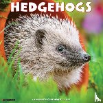 Willow Creek Press - Hedgehogs 2026 Wall Calendar
