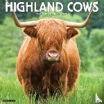 Willow Creek Press - Highland Cows 2026 Wall Calendar