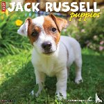 Willow Creek Press - Jack Russell Puppies 2026 12 X 12 Wall Calendar