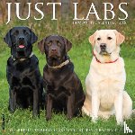 Willow Creek Press - Labs 2026 Wall Calendar