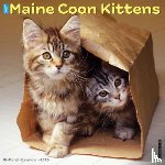 Willow Creek Press - Maine Coon Kittens 2026 Wall Calendar