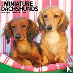 Willow Creek Press - Miniature Dachshunds 2026 Wall Calendar