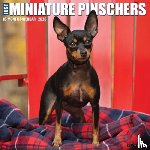 Willow Creek Press - Miniature Pinschers 2026 Wall Calendar