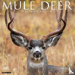Willow Creek Press - Mule Deer 2026 Wall Calendar