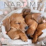 Willow Creek Press - Naptime: Dogs & Puppies on Their Best Behavior 2026 Wall Calendar