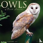 Willow Creek Press - Owls 2026 Wall Calendar