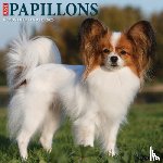 Willow Creek Press - Papillons 2026 Wall Calendar