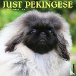 Willow Creek Press - Pekingese 2026 12 X 12 Wall Calendar
