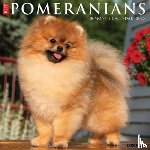 Willow Creek Press - Pomeranians 2026 Wall Calendar