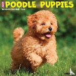 Willow Creek Press - Poodle Puppies 2026 12 X 12 Wall Calendar