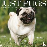 Willow Creek Press - Pugs 2026 Wall Calendar