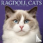 Willow Creek Press - Ragdoll Cats 2026 12 X 12 Wall Calendar