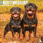 Willow Creek Press - Rottweilers 2026 Wall Calendar
