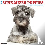 Willow Creek Press - Schnauzer Puppies 2026 12 X 12 Wall Calendar