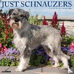 Willow Creek Press - Schnauzers 2026 Wall Calendar