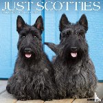 Willow Creek Press - Scotties 2026 Wall Calendar