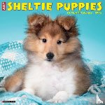 Willow Creek Press - Sheltie Puppies 2026 12 X 12 Wall Calendar