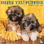 Willow Creek Press - Shih Tzu Puppies 2026 Wall Calendar