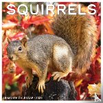 Willow Creek Press - Squirrels 2026 12 X 12 Wall Calendar