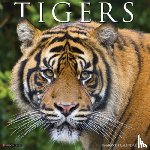 Willow Creek Press - Tigers 2026 12 X 12 Wall Calendar