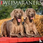Willow Creek Press - Weimaraners 2026 12 X 12 Wall Calendar