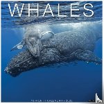 Willow Creek Press - Whales 2026 12 X 12 Wall Calendar