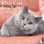 Glen Dromgoole - What Cats Teach Us 2026 Wall Calendar
