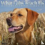 Willow Creek Press - What Labs Teach Us 2026 12 X 12 Wall Calendar