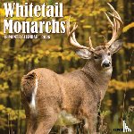 Willow Creek Press - Whitetail Monarchs (Deer) 2026 12 X 12 Wall Calendar