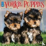 Willow Creek Press - Yorkie Puppies 2026 12 X 12 Wall Calendar