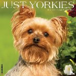 Willow Creek Press - Yorkies 2026 12 X 12 Wall Calendar
