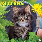 Willow Creek Press - Kittens 2026 Mini Wall Calendar