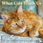 Glen Dromgoole - What Cats Teach Us 2026 Mini Wall Calendar