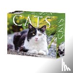 Willow Creek Press - Cats 2026 5.4 X 6.2 Box Calendar