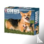 Willow Creek Press - Corgis 2026 5.4 X 6.2 Box Calendar