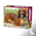 Willow Creek Press - Dachshunds 2026 5.4 X 6.2 Box Calendar
