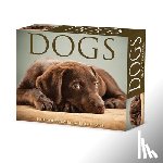 Willow Creek Press - Dogs 2026 5.4 X 6.2 Box Calendar