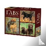 Willow Creek Press - Just Labs 2026 Box Calendar