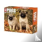 Willow Creek Press - Just Pugs 2026 Box Calendar