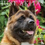 Willow Creek Press - Akitas 2026 12 X 12 Wall Calendar